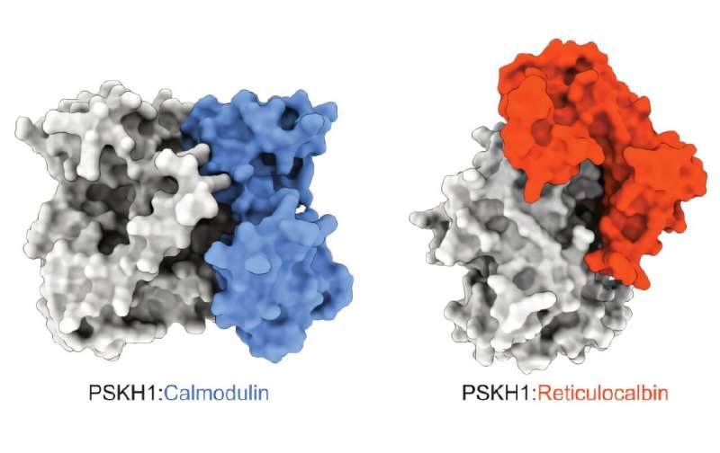 Scientists uncover method to halt key cancer driver