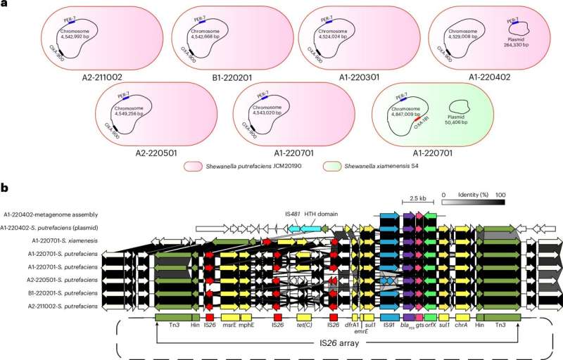 Wastewater surveillance tracks spread of antibiotic resistance